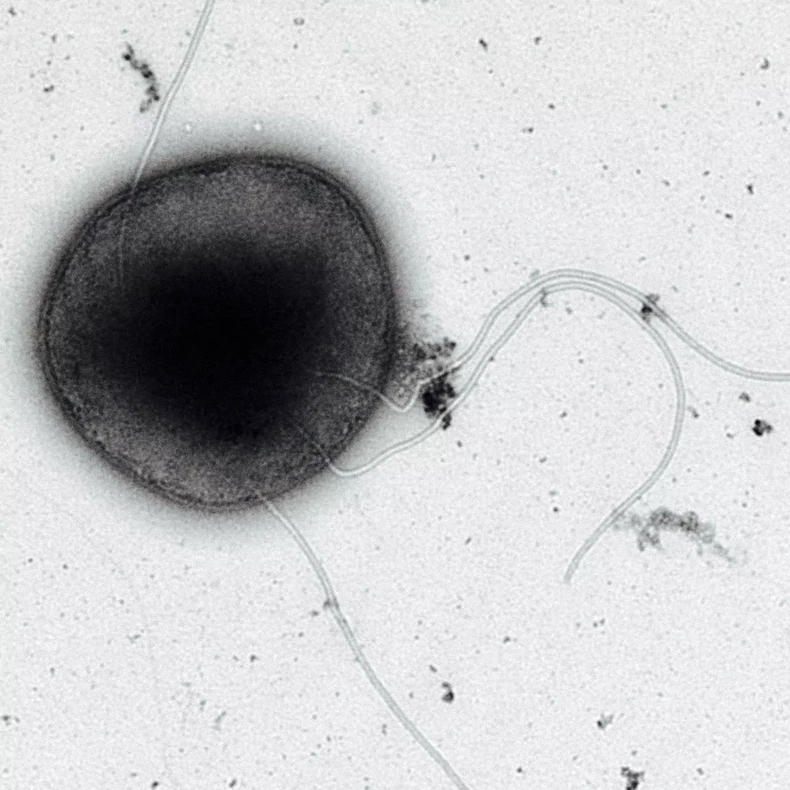 Promotional image for the ArchaeaBot lecture at the University of Hertfordshire Biocomputation Group.