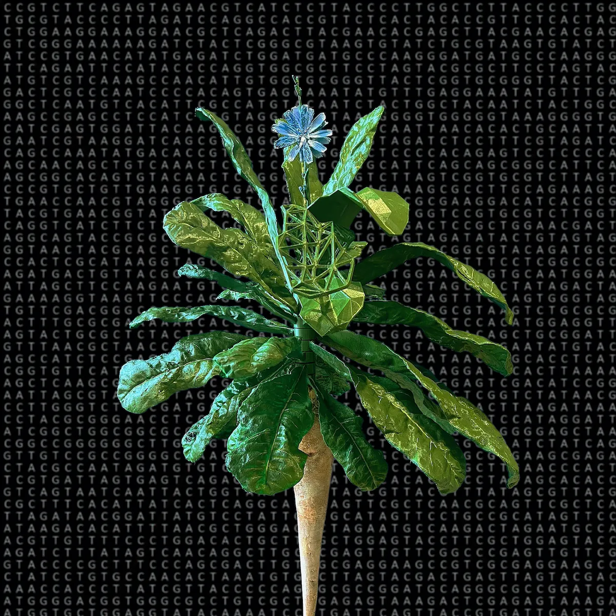 Biotechnology from the Blue Flower